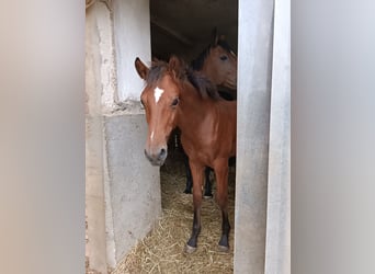 Oostenrijks warmbloed, Hengst, Veulen (04/2026), Bruin