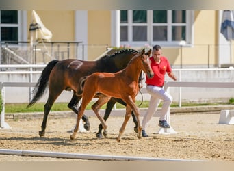 Oostenrijks warmbloed, Hengst, veulen (05/2024), Bruin