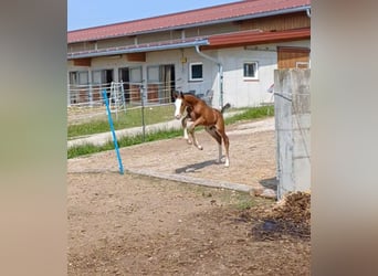 Oostenrijks warmbloed, Hengst, Veulen (06/2025), Bruin