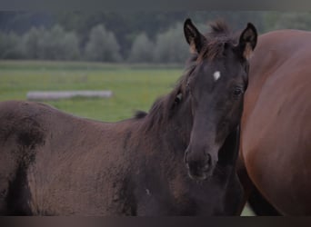 Oostenrijks warmbloed, Hengst, Veulen (05/2026), Donkerbruin