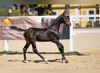 Oostenrijks warmbloed, Hengst, Veulen (05/2026), Donkerbruin