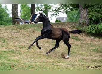 Oostenrijks warmbloed, Hengst, Veulen (03/2026)