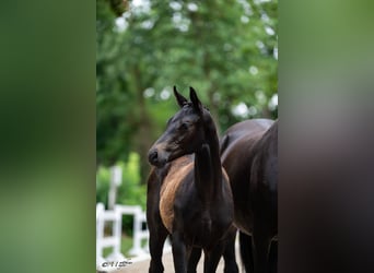 Oostenrijks warmbloed, Hengst, Veulen (03/2026)