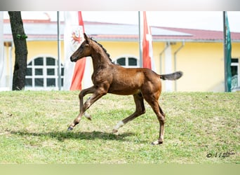 Oostenrijks warmbloed, Hengst, Veulen (04/2026)