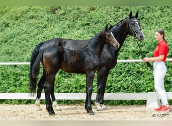 Oostenrijks warmbloed, Hengst, Veulen (03/2026)