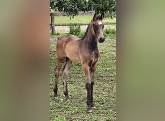 Oostenrijks warmbloed, Hengst, Veulen (01/2025)