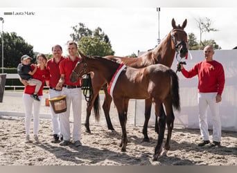 Oostenrijks warmbloed, Hengst, Veulen (01/2026)