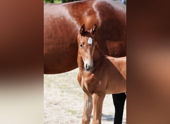 Oostenrijks warmbloed, Hengst, veulen (05/2024), Vos