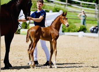 Oostenrijks warmbloed, Hengst, veulen (05/2024), Vos