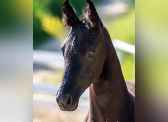 Oostenrijks warmbloed, Hengst, veulen (04/2024), Zwart