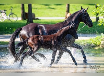 Oostenrijks warmbloed, Hengst, veulen (04/2024), Zwart