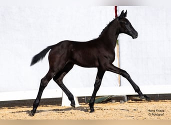 Oostenrijks warmbloed, Hengst, veulen (04/2024), Zwart