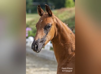 Oostenrijks warmbloed, Hengst, veulen (05/2024), Zwartbruin