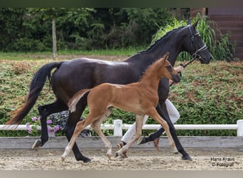 Oostenrijks warmbloed, Hengst, veulen (05/2024), Zwartbruin