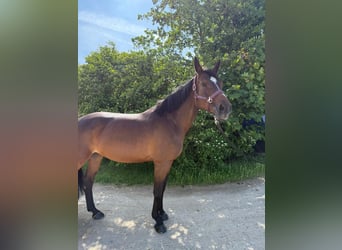 Oostenrijks warmbloed, Merrie, 10 Jaar, 165 cm, Bruin