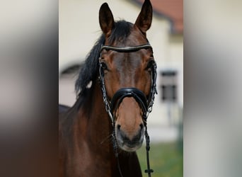 Oostenrijks warmbloed, Merrie, 10 Jaar, 166 cm, Bruin