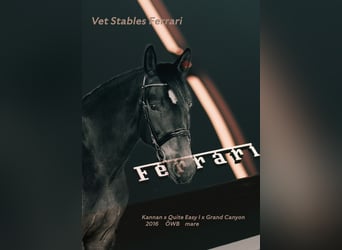 Oostenrijks warmbloed, Merrie, 10 Jaar, 168 cm, Donkerbruin