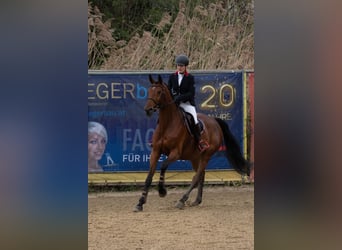 Oostenrijks warmbloed, Merrie, 10 Jaar, 170 cm, Bruin