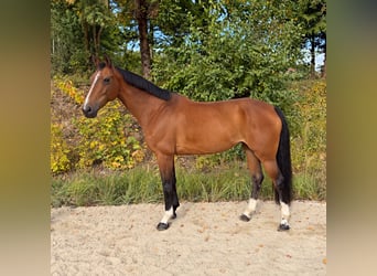 Oostenrijks warmbloed, Merrie, 10 Jaar, 173 cm, Bruin