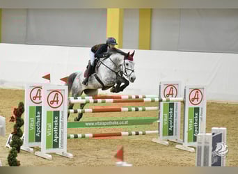 Oostenrijks warmbloed, Merrie, 10 Jaar, 173 cm, Schimmel