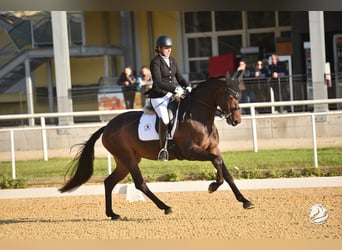 Oostenrijks warmbloed, Merrie, 10 Jaar, Zwartbruin