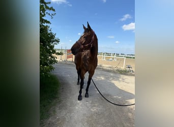 Oostenrijks warmbloed, Merrie, 11 Jaar, 165 cm, Bruin