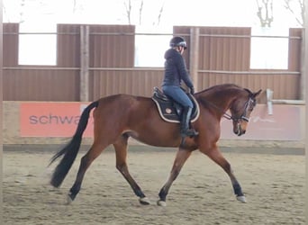 Oostenrijks warmbloed, Merrie, 11 Jaar, 172 cm, Bruin