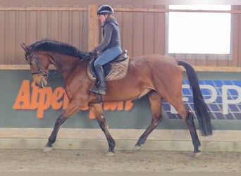 Oostenrijks warmbloed, Merrie, 11 Jaar, 172 cm, Bruin
