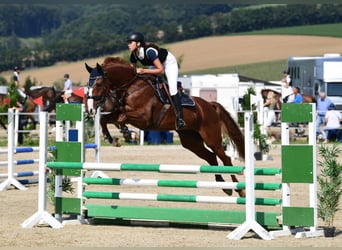 Oostenrijks warmbloed, Merrie, 11 Jaar, 172 cm, Vos