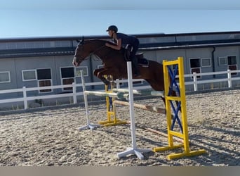 Oostenrijks warmbloed, Merrie, 11 Jaar, 172 cm, Vos