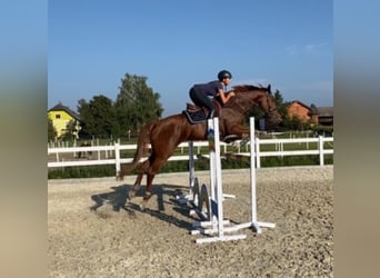 Oostenrijks warmbloed, Merrie, 11 Jaar, 172 cm, Vos
