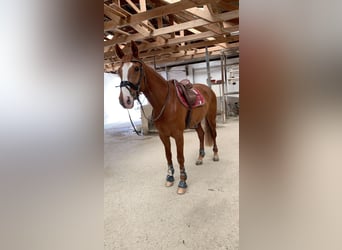 Oostenrijks warmbloed, Merrie, 11 Jaar, 172 cm, Vos