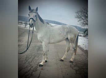 Oostenrijks warmbloed, Merrie, 12 Jaar, 168 cm, Schimmel