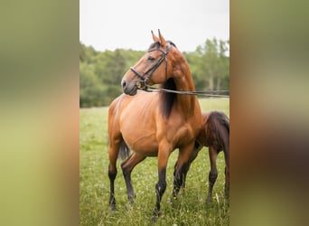 Oostenrijks warmbloed, Merrie, 13 Jaar, 156 cm, Brauner