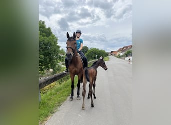 Oostenrijks warmbloed, Merrie, 13 Jaar, 156 cm, Brauner