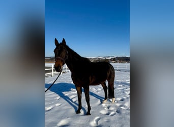 Oostenrijks warmbloed, Merrie, 14 Jaar, 165 cm, Donkerbruin