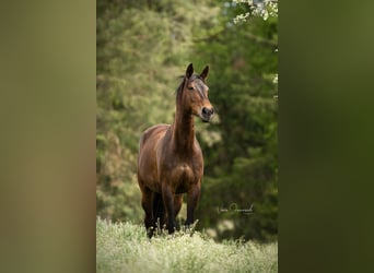 Oostenrijks warmbloed, Merrie, 14 Jaar, 170 cm, Bruin