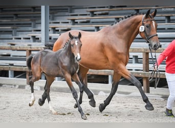 Oostenrijks warmbloed, Merrie, 14 Jaar, 170 cm, Bruin