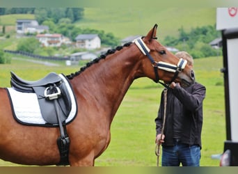 Oostenrijks warmbloed, Merrie, 14 Jaar, 172 cm, Bruin