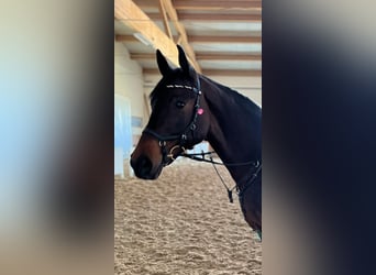 Oostenrijks warmbloed, Merrie, 15 Jaar, 161 cm, Zwartbruin