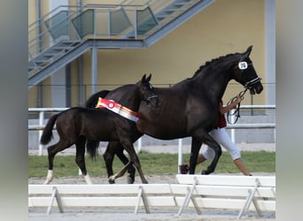 Oostenrijks warmbloed, Merrie, 15 Jaar, 168 cm, Zwartbruin