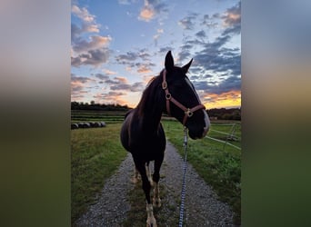 Oostenrijks warmbloed, Merrie, 16 Jaar, 165 cm, Zwart