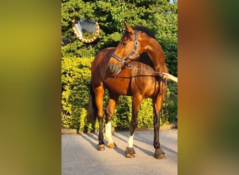 Oostenrijks warmbloed, Merrie, 16 Jaar, 170 cm, Bruin