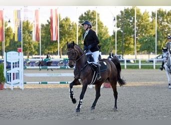 Oostenrijks warmbloed, Merrie, 16 Jaar, Bruin