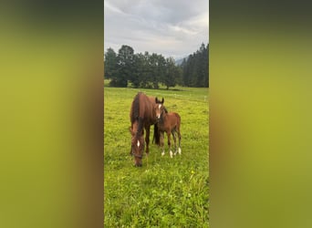 Oostenrijks warmbloed, Merrie, 17 Jaar, 168 cm, Vos