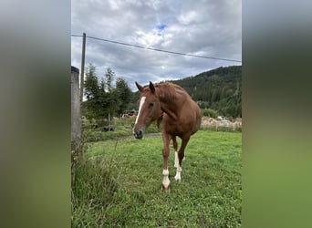 Oostenrijks warmbloed, Merrie, 17 Jaar, 170 cm, Vos