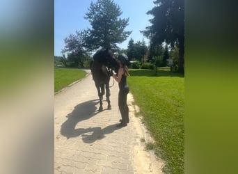 Oostenrijks warmbloed, Merrie, 17 Jaar, 170 cm, Zwart