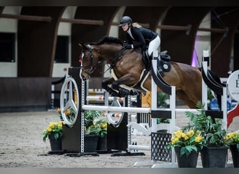 Oostenrijks warmbloed, Merrie, 17 Jaar, 174 cm, Bruin