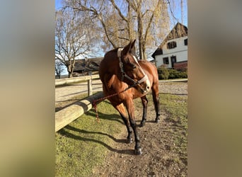 Oostenrijks warmbloed, Merrie, 17 Jaar, 174 cm, Bruin