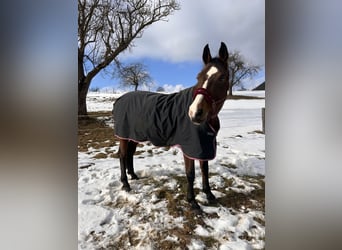 Oostenrijks warmbloed, Merrie, 17 Jaar, 174 cm, Bruin